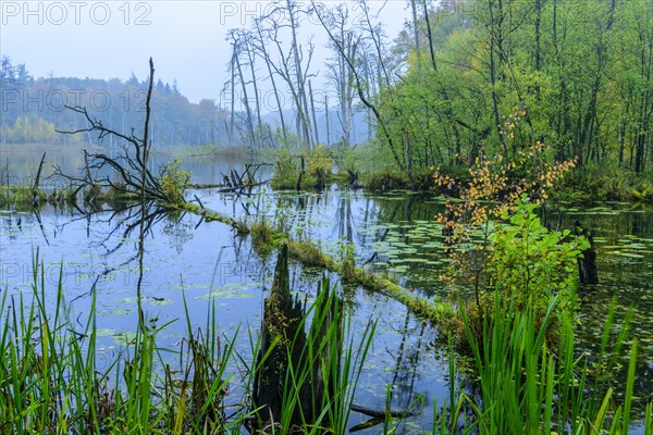 Schweingartensee in the UNESCO World Natural Heritage Site beech forest Serrahn in autumn