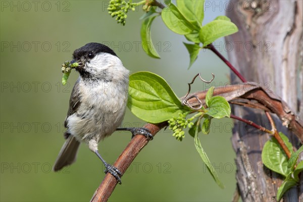 Marsh tit (Parus palustris) sits on a branch and has insects in his beak