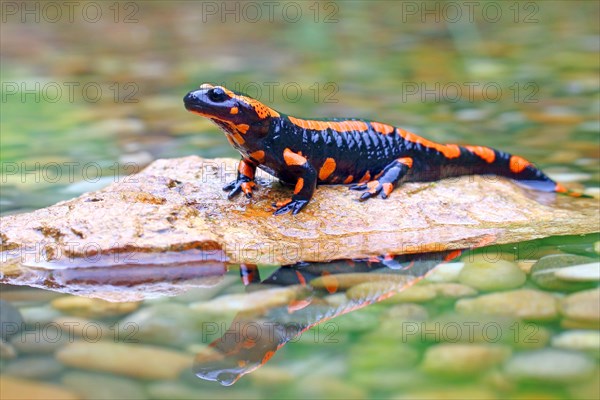 Orange Fire salamander (Salamandra salamandra)