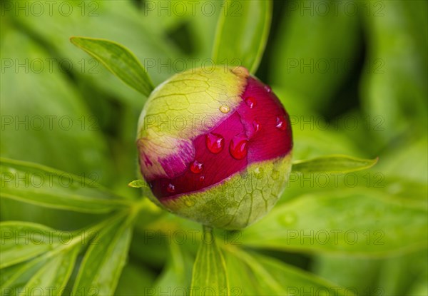 European peony