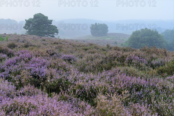 Pine in blooming heath with fog in the valleys