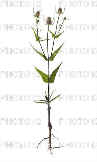 Wild teasel (Dipsacus fullonum) on white background