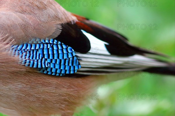 Eurasian jay (Garrulus glandarius)