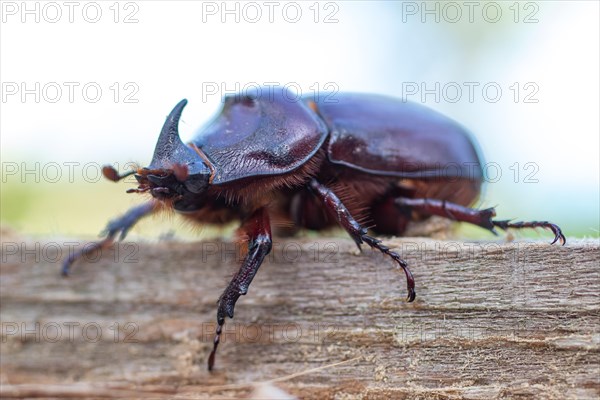 European rhinoceros beetle (Oryctes nasicornis) Family Scarab (Scarabaeidae)