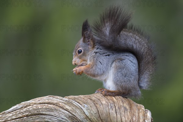 Squirrel (Sciurus) sitting on an old pine tree