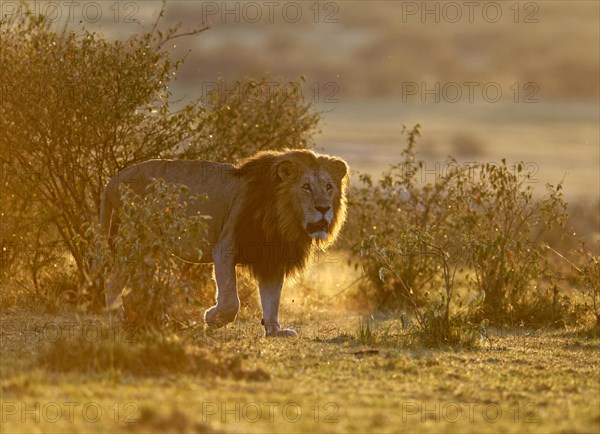 Maned lion at sunrise