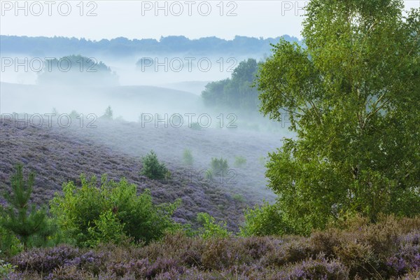 Blooming heath with fog in the valleys