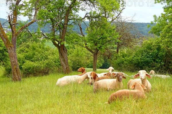 Sheep grazing on a meadow orchard