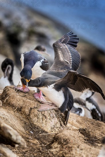 Imperial shag (Phalacrocorax atriceps) at feeding