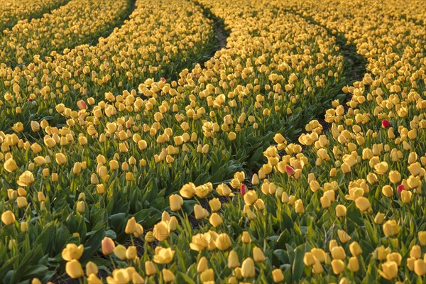 Tulip field at sunset