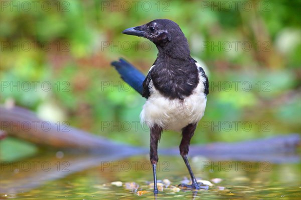 European magpie (Pica pica )