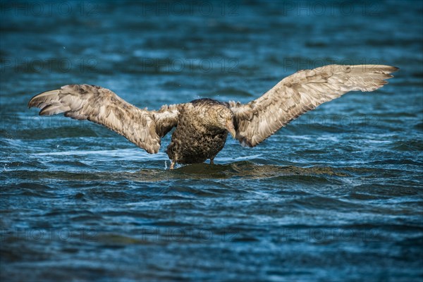 Southern giant petrel (Macronectes giganteus) stretches its wings