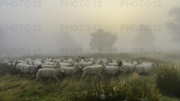 Flock of sheep in the heath at the Thuelsfeld dam at sunrise in the fog