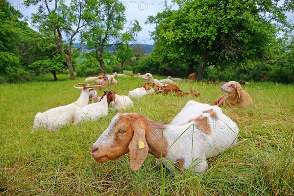 Sheep and goats grazing on a meadow orchard