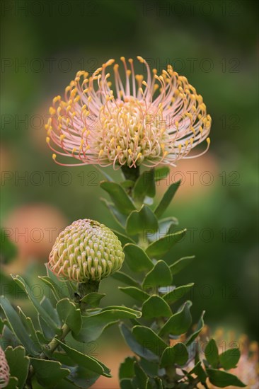 Pincuspid Protea