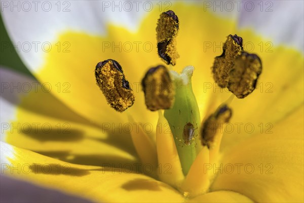 Yellow-violet tulip