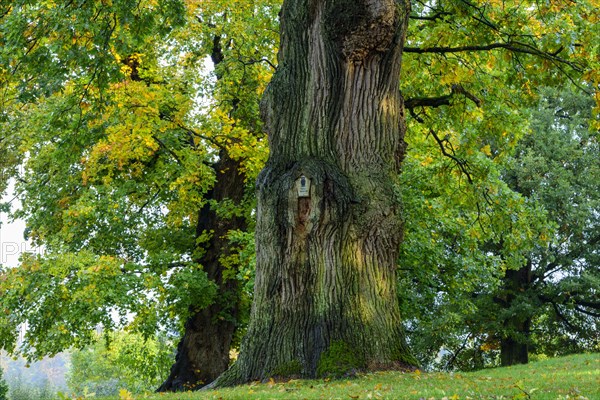 Oak (Quercus )