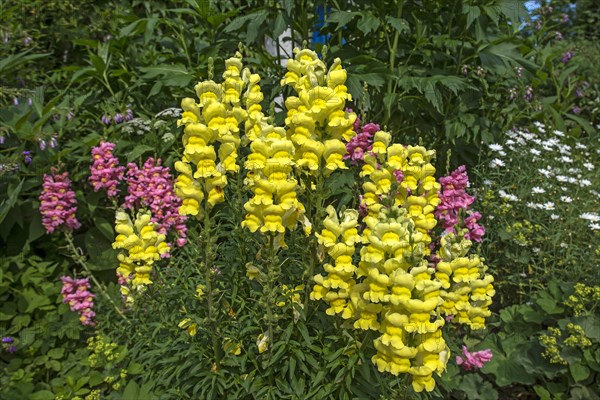 Common snapdragon (Antirrhinum majus )