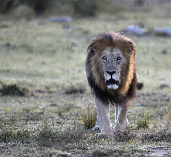 Lion (Panthera leo) at sunrise in the grass savannah