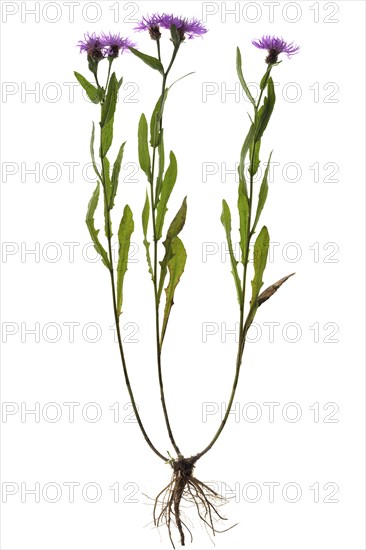 Brown knapweed (Centaurea jacea) on white background