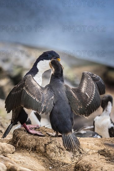 Imperial shag (Phalacrocorax atriceps) at feeding