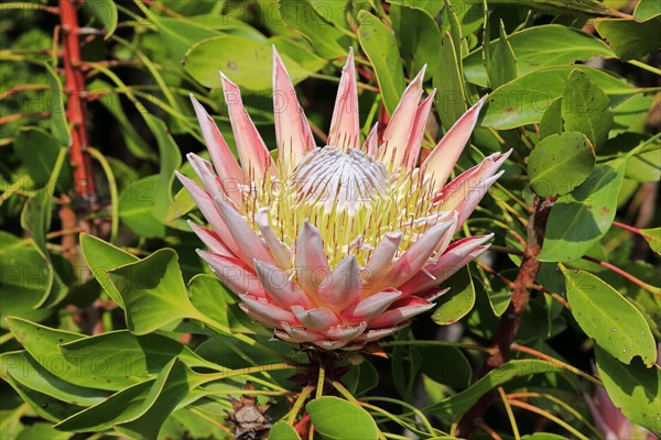 King Protea (Protea cynaroides)