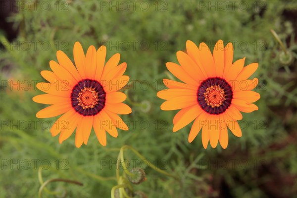 Namaqua parachute daisy (Ursinia calenduliflora )