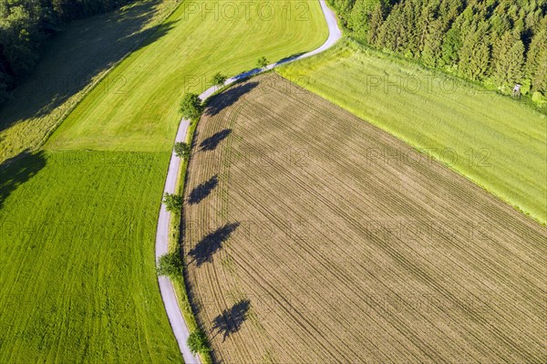 Small road through meadow and field with trees and shadows