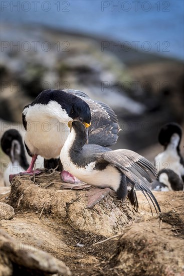 Imperial shag (Phalacrocorax atriceps) at feeding