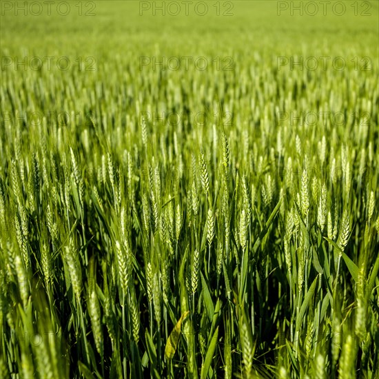 Wheat field