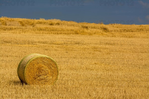 Bales of straw in harvested field