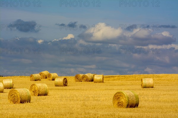 Bales of straw in harvested field