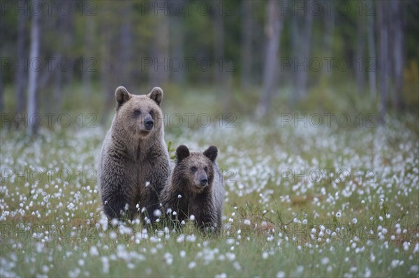 Female (Ursus arctos) with her offspring