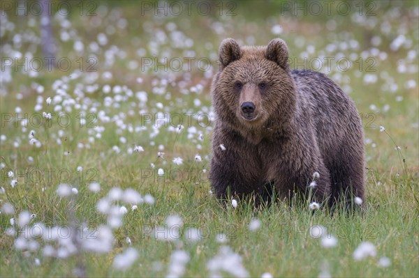 Brown bear (Ursus arctos) in a bog with fruiting cotton grass