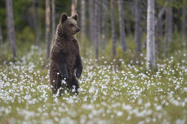 Brown bear (Ursus arctos ) standing upright in a bog with fruiting cotton grass