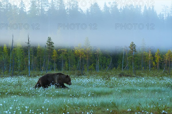 Brown bear (Ursus arctos ) in a bog with fruiting cotton grass on the edge of a boreal coniferous forest