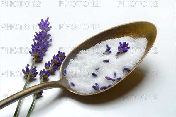 Lavender sugar in spoon and lavender flowers