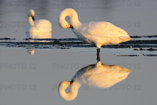 Whooper swan (Cygnus cygnus) during plumage care in the evening light in the moor