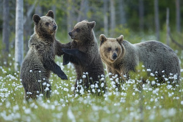 Family (Ursus arctos) in a bog with fruiting cotton grass