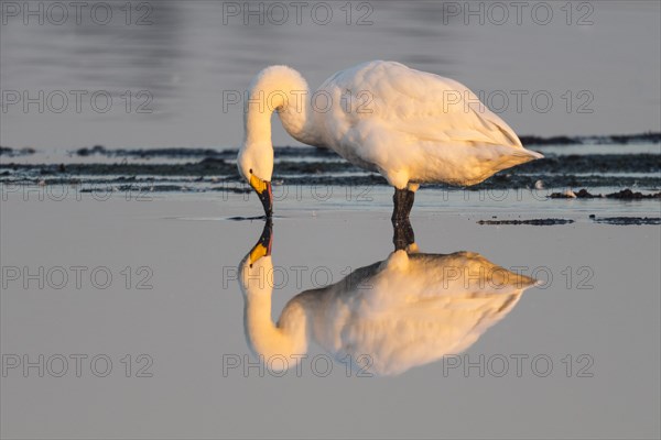 Whooper swan (Cygnus cygnus) during plumage care in the evening light in the moor