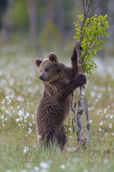 Young (Ursus arctos) playing upright standing in a bog