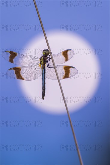 Banded darter (Sympetrum pedemontanum ) on a blade of grass in front of the full moon