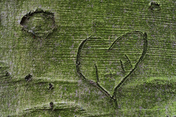 Carved heart on the surface of a beech (Fagus sylvatica)