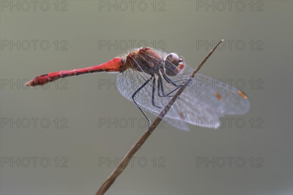 Vagrant darter (Sympetrum vulgatum ) on a culm