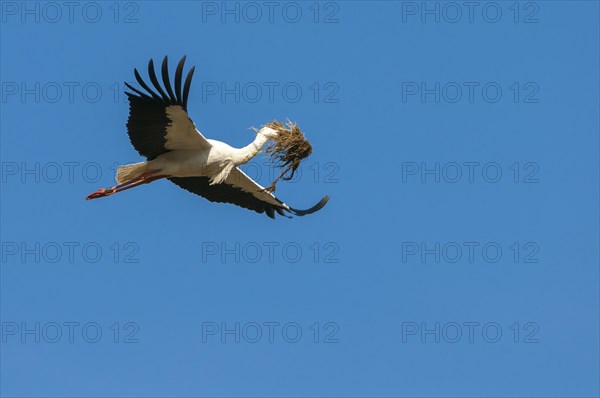 Flying (Ciconia ciconia) with nesting material in his beak in front of blue sky