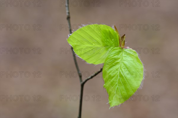 Leaf of a beech (Fagus sylvatica) sprouts from a bud