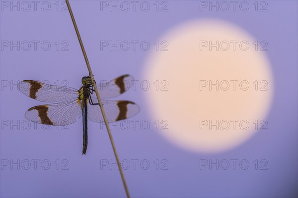 Banded darter (Sympetrum pedemontanum ) on a blade of grass in front of the full moon