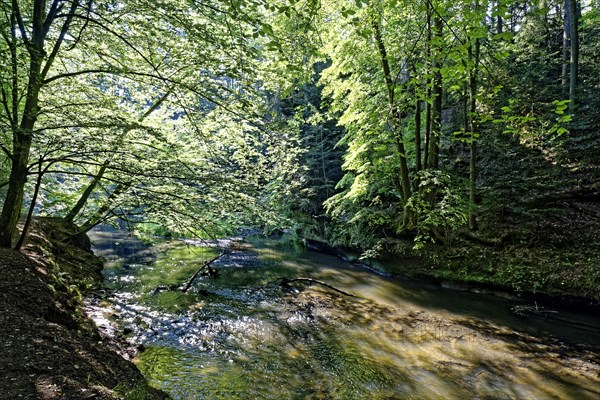 Schwarzach lined by tall deciduous trees