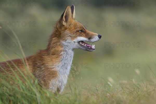 Red fox