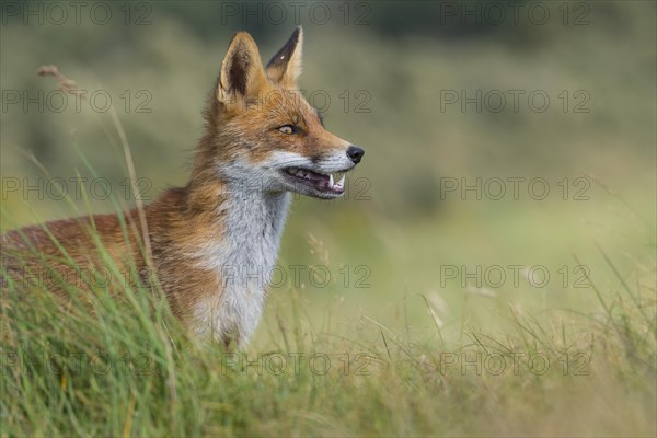 Red fox